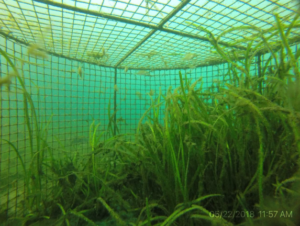 Eelgrass outgrowing manatee cages