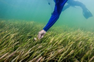 scalloping in seagrass meadows