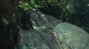turtle in three sisters -- youtube