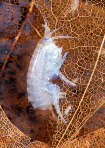 Crustacean species Hyalella azteca found in successfully restored areas. 