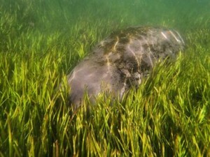 Fully grown manatee submerged in restored eelgrass