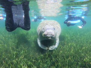 Manatee floating with onlookers
