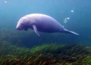 Manatee Floating in clear water