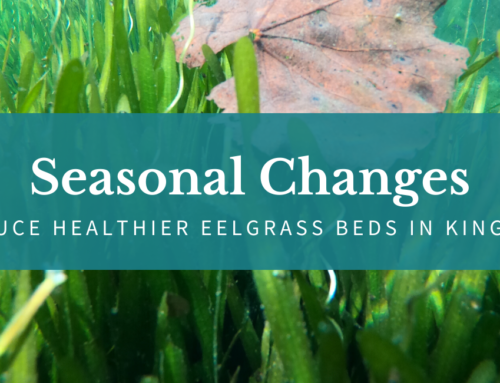 Seasonal Changes Produce Healthier Eelgrass Beds in Kings Bay