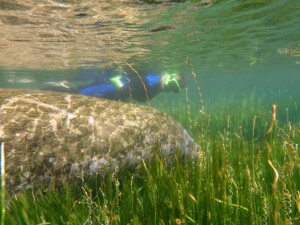 Clear underwater view of manatee in lush eelgrass bed.