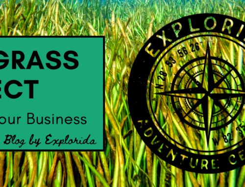 Eelgrass Effect: Local Tour Business