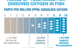 A chart displaying how the increased amount of dissolved oxygen supports more aquatic life