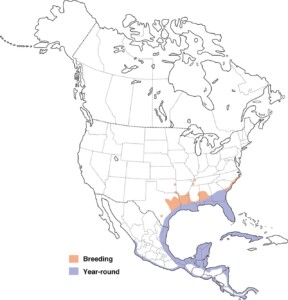 This map on Walker on the Water shows where anhingas live in the United States.