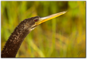 This picture on Walker on the Water shows the head and straight beak of an anhinga.