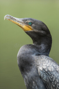 This picture on Walker on the Water shows the head and curved beak of a cormorant.