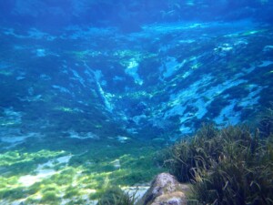 This image shows one of the springs at Three Sisters Springs underwater.