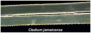 This image shows the edge of a blade of sawgrass, and its saw-like ridges. 
