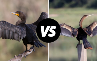 Cormorants vs Anhingas