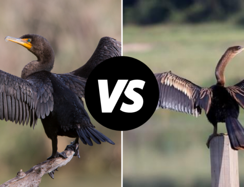 Cormorants vs. Anhingas