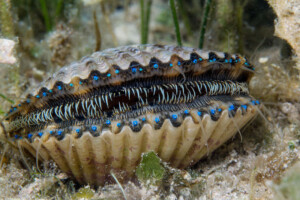 This image on Walker on the Water depicts the electric blue eyes of a bay scallop.