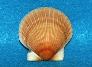 This image on Walker on the Water depicts an orange bay scallop.