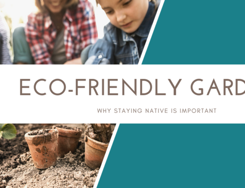 Eco-Friendly Garden: Stay Native