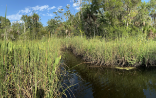 This image on Walker on the Water depicts a sawgrass prairie where snakes and Alligators might live.