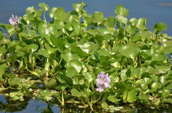 This image on Walker on the Water depicts water hyacinth, which is a shiny, green leafed aquatic plant that grows on the water's surface. It has light purple flowers.