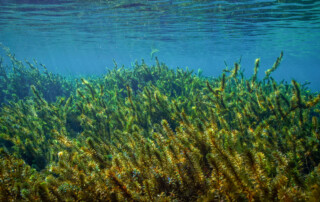 This image on Walker on the Water depicts the green layered aquatic plant – hydrilla.