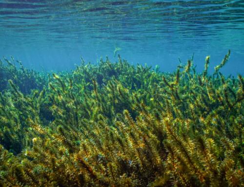 Crystal River’s Invasive Aquatic Plants